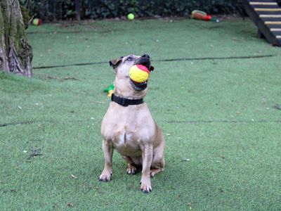 Bella, a 6 years old female Jack Russell Terrier available for adoption from Dogs Trust in Merseyside