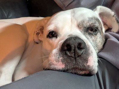 Tilly | American Bulldog | Merseyside (Liverpool) - 3