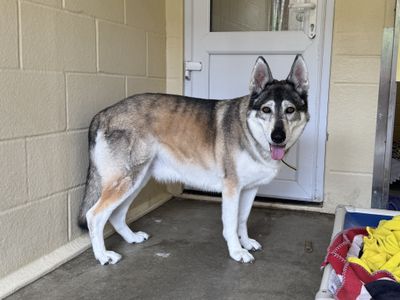 Jessie | Siberian Husky Cross | Basildon (Essex) - 3