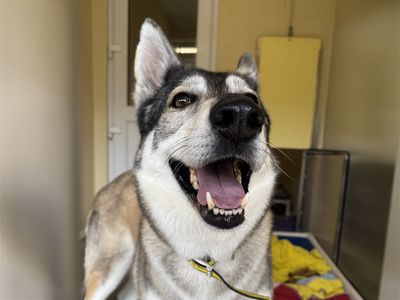 Jessie | Siberian Husky Cross | Basildon (Essex) - 2