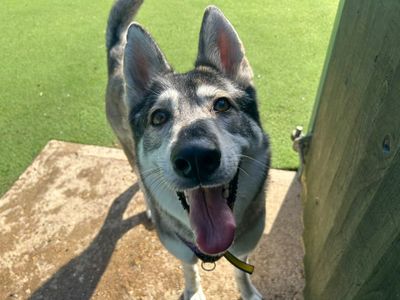 Jessie | Siberian Husky Cross | Basildon (Essex) - 3