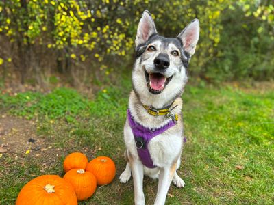 Jessie | Siberian Husky Cross | Basildon (Essex) - 5