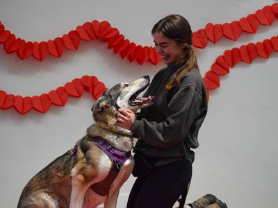 Jessie | Siberian Husky Cross | Basildon (Essex) - 5