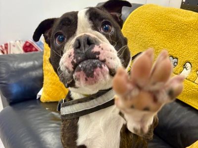 Chopper | Terrier (Boston) Cross | Ballymena (Northern Ireland) - 2