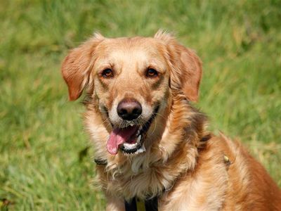 Adopt a Retriever (Golden) Rescue Dog | Bentley | Dogs Trust