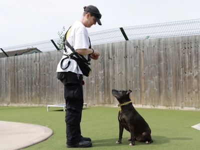 Chelsea | Terrier (Staffordshire Bull) | Evesham (Worcestershire) - 3