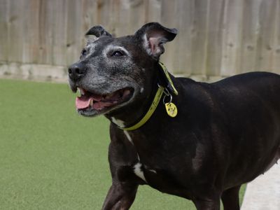 Chelsea | Terrier (Staffordshire Bull) | Evesham (Worcestershire) - 5