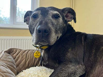 Chelsea | Terrier (Staffordshire Bull) | Evesham (Worcestershire) - 5