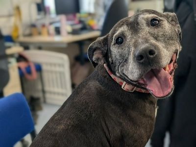 Chelsea | Terrier (Staffordshire Bull) | Evesham (Worcestershire) - 5