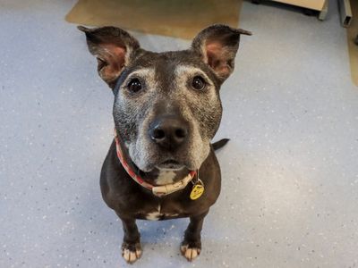 Chelsea | Terrier (Staffordshire Bull) | Evesham (Worcestershire) - 5