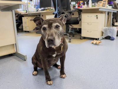 Chelsea | Terrier (Staffordshire Bull) | Evesham (Worcestershire) - 3