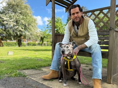 Chelsea | Terrier (Staffordshire Bull) | Evesham (Worcestershire) - 3