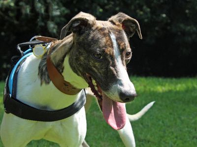 Orla | Whippet Cross | Merseyside (Liverpool) - 3