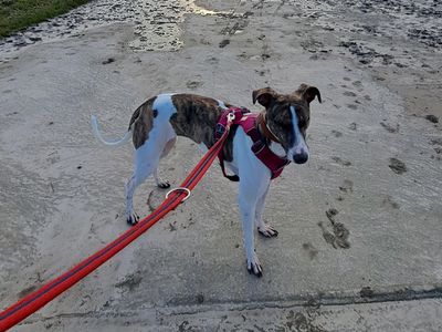 Orla | Whippet Cross | Merseyside (Liverpool) - 5