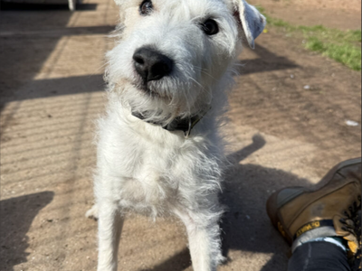 Eddie | Terrier (Parson Russell) | Loughborough - 3