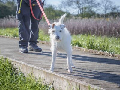Eddie, a 7 years old male Parson Russell Terrier available for adoption from Dogs Trust in Leicestershire