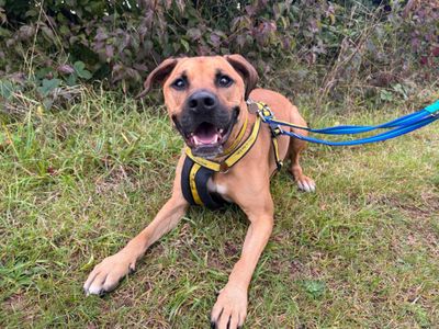 Simba | Terrier (Staffordshire Bull) Cross | Newbury (Berkshire) - 4