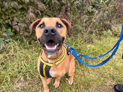 Simba | Terrier (Staffordshire Bull) Cross | Newbury (Berkshire) - 2