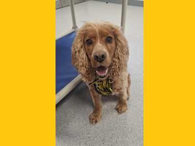 Penny | Spaniel (Cocker) | Ballymena (Northern Ireland) - 2