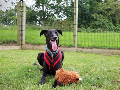 Shawn | Lurcher | Darlington - 2