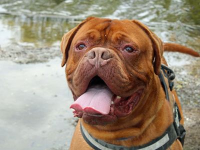 Dogue de sales bordeaux rescue adoption