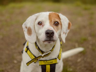 Cooper | Beagle | Kenilworth (West Midlands) - 4