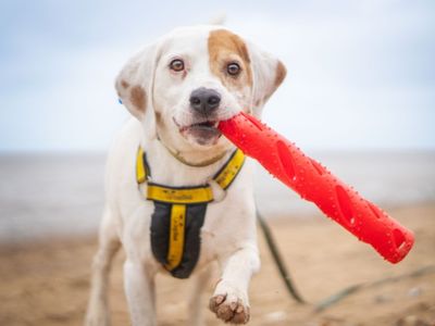 Cooper, a 6 years old male Beagle available for adoption from Dogs Trust in Kenilworth, West Midlands