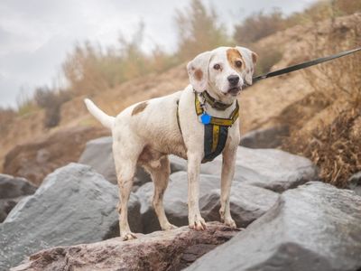 Cooper | Beagle | Kenilworth (West Midlands) - 2