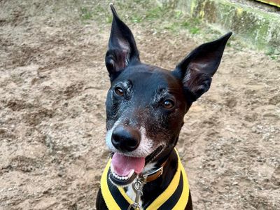 Cody | Lurcher Cross | Glasgow - 5