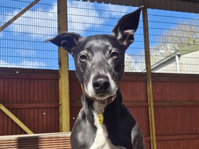 Cody | Lurcher Cross | Glasgow - 5