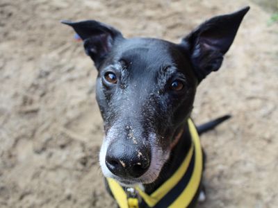 Cody | Lurcher Cross | Glasgow - 3