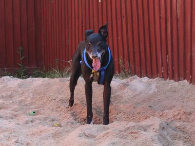 Cody | Lurcher Cross | Glasgow - 5