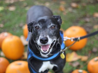 Cody | Lurcher Cross | Glasgow - 5
