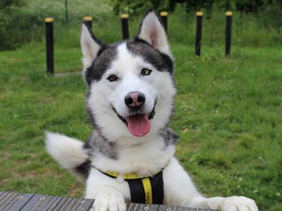 Loki, a 6 years old male Siberian Husky available for adoption from Dogs Trust in Darlington, County Durham