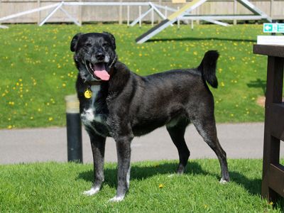 Toby | Collie (Border) | Merseyside (Liverpool) - 5