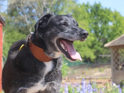 Toby | Collie (Border) | Merseyside (Liverpool) - 3