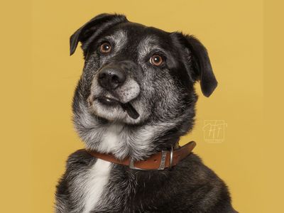 Toby | Collie (Border) Cross | Merseyside (Liverpool) - 3