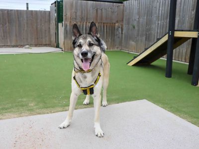 Alfie | Siberian Husky Cross | Darlington - 3