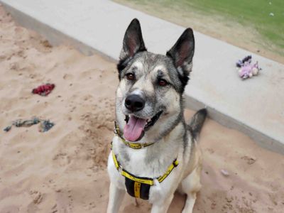 Alfie | Siberian Husky Cross | Darlington - 1