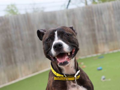Jax | Terrier (Staffordshire Bull) | Darlington - 1