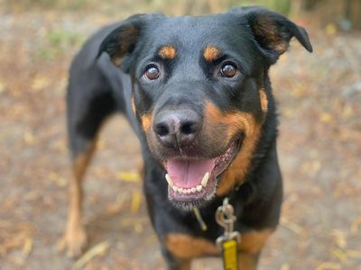 Izzy | Rottweiler Cross | Basildon (Essex) - 4