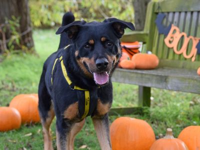 Izzy | Rottweiler Cross | Basildon (Essex) - 2