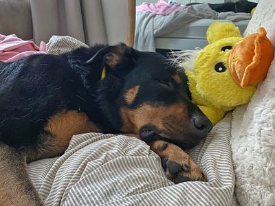 Izzy | Rottweiler Cross | Basildon (Essex) - 2