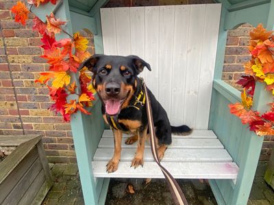 Izzy | Rottweiler Cross | Basildon (Essex) - 2