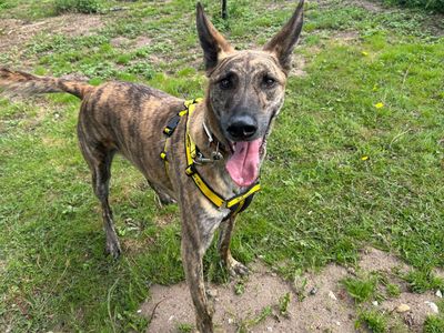 Lucky | Lurcher Cross | Snetterton (Norfolk) - 3