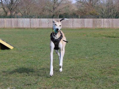 Otto | Lurcher | Newbury (Berkshire) - 4