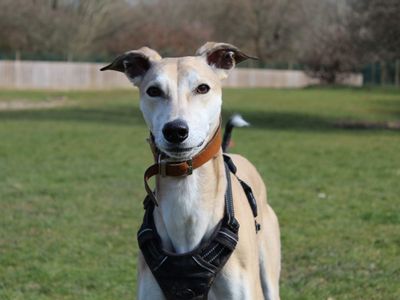 Otto | Lurcher | Newbury (Berkshire) - 2