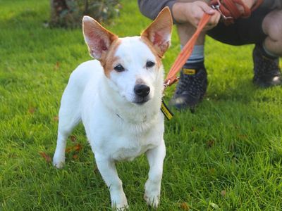 Pepsi, a 13 years old female Jack Russell Terrier available for adoption from Dogs Trust in Greater Manchester