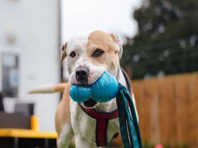 Ares | Terrier (Staffordshire Bull) Cross | Harefield West London - 2