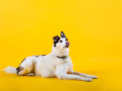 Dogs Rehoming Dog Rescue Charity Dogs Trust